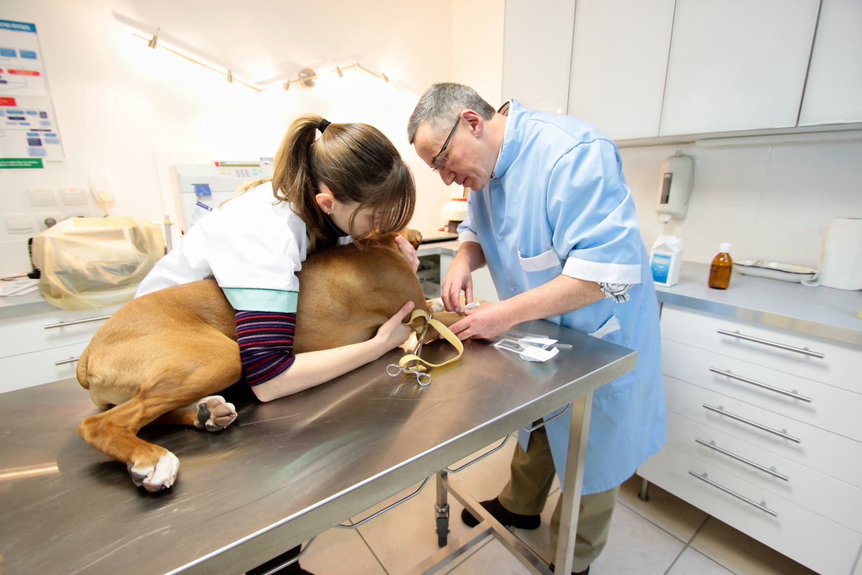 L'Expert comptable des vétérinaires