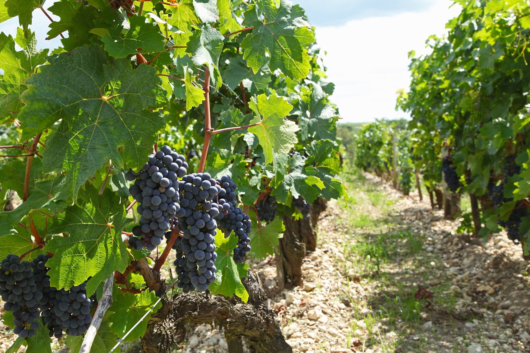 L'Expert comptable des viticulteurs